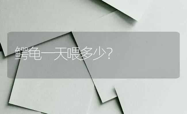 鳄龟一天喂多少？ | 动物养殖问答