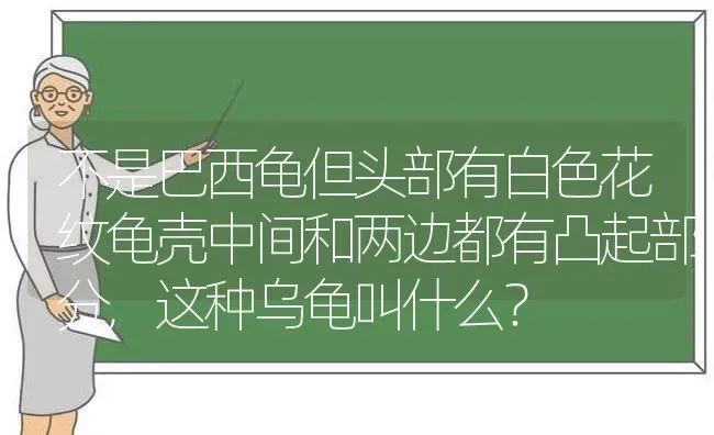 不是巴西龟但头部有白色花纹龟壳中间和两边都有凸起部分,这种乌龟叫什么？ | 动物养殖问答