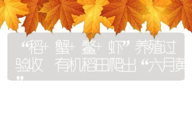 “稻+蟹+鳖+虾”养殖过验收 有机稻田爬出“六月黄” | 动物养殖饲料