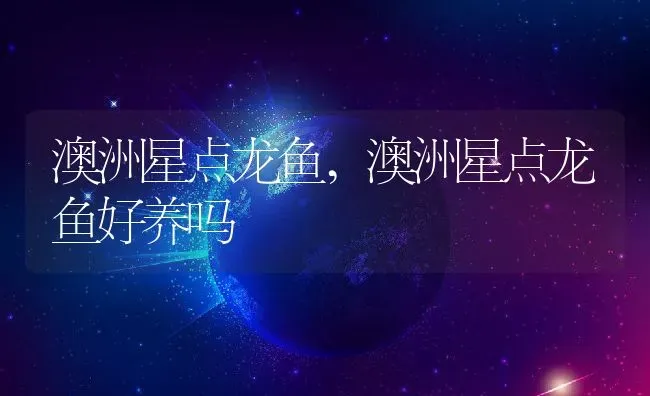 澳洲星点龙鱼,澳洲星点龙鱼好养吗 | 宠物百科知识