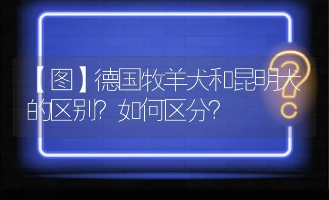 【图】德国牧羊犬和昆明犬的区别？如何区分？ | 动物养殖问答