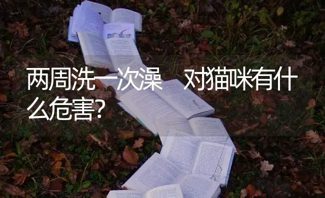 两周洗一次澡 对猫咪有什么危害？ | 动物养殖问答