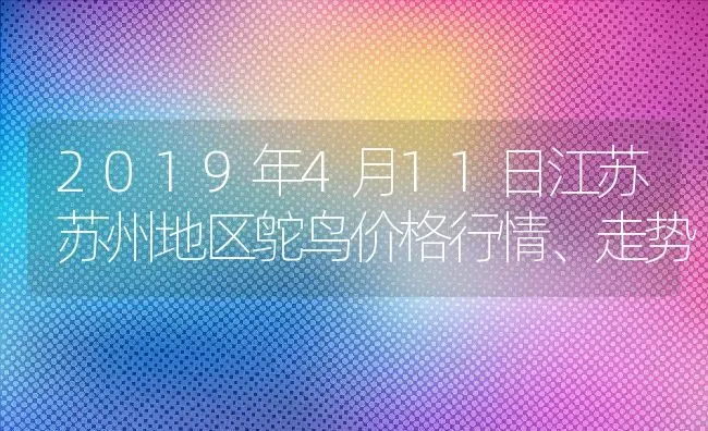 2019年4月11日江苏苏州地区鸵鸟价格行情、走势 | 动物养殖百科