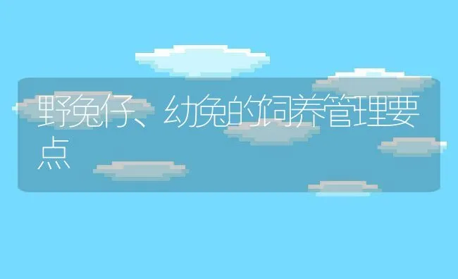 野兔仔、幼兔的饲养管理要点 | 动物养殖学堂