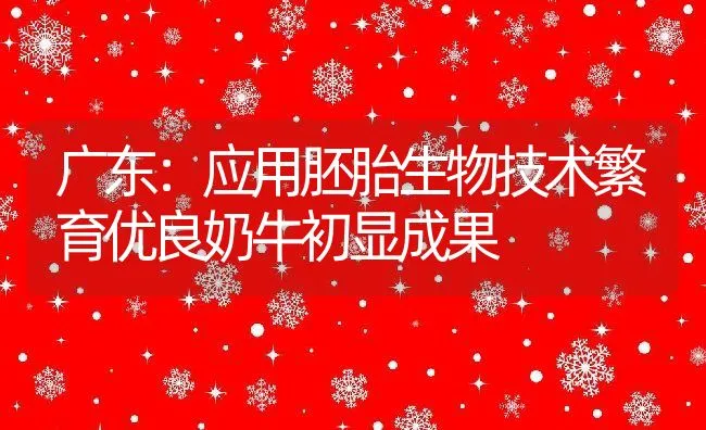 广东：应用胚胎生物技术繁育优良奶牛初显成果 | 动物养殖饲料