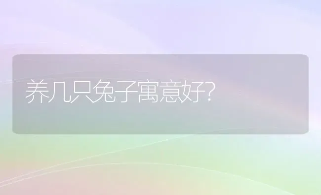 养几只兔子寓意好？ | 动物养殖问答