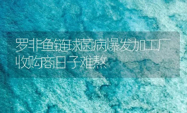 罗非鱼链球菌病爆发加工厂收购商日子难熬 | 海水养殖技术