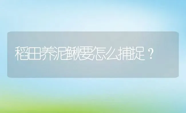 稻田养泥鳅要怎么捕捉？ | 动物养殖百科