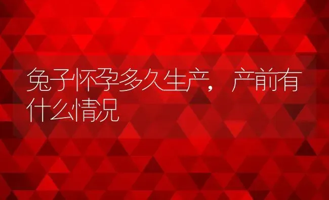 兔子怀孕多久生产,产前有什么情况 | 宠物百科知识