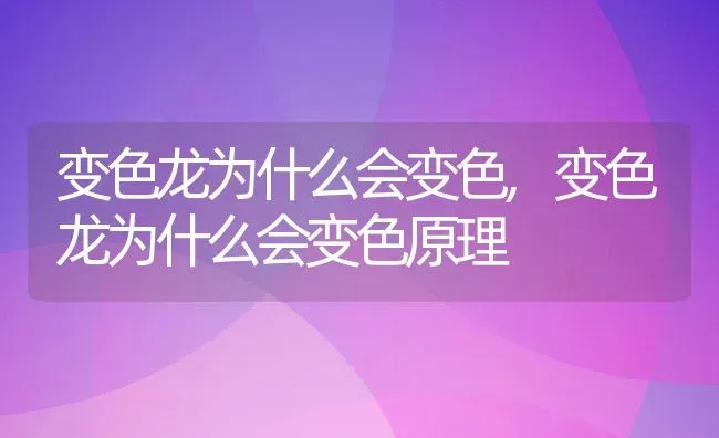 变色龙为什么会变色,变色龙为什么会变色原理 | 宠物百科知识