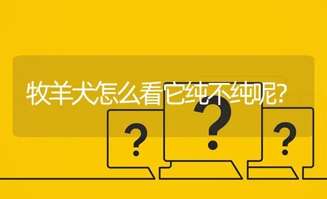 牧羊犬怎么看它纯不纯呢？ | 动物养殖问答