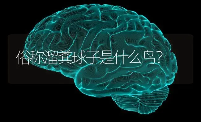 俗称溜粪球子是什么鸟？ | 动物养殖问答