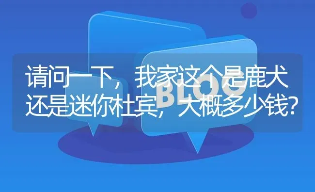 请问一下，我家这个是鹿犬还是迷你杜宾，大概多少钱？ | 动物养殖问答