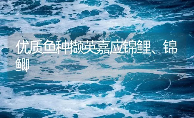 优质鱼种撷英嘉应锦鲤、锦鲫 | 海水养殖技术