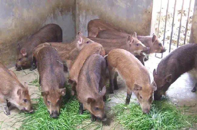 野猪痢疾的防治方法