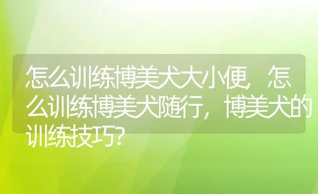 怎么训练博美犬大小便,怎么训练博美犬随行，博美犬的训练技巧？ | 宠物百科知识