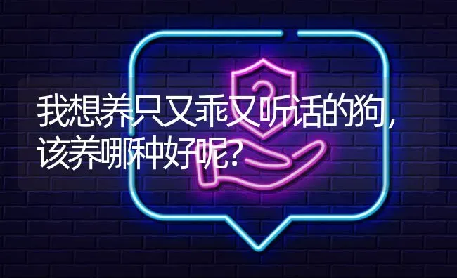 我想养只又乖又听话的狗，该养哪种好呢？ | 动物养殖问答