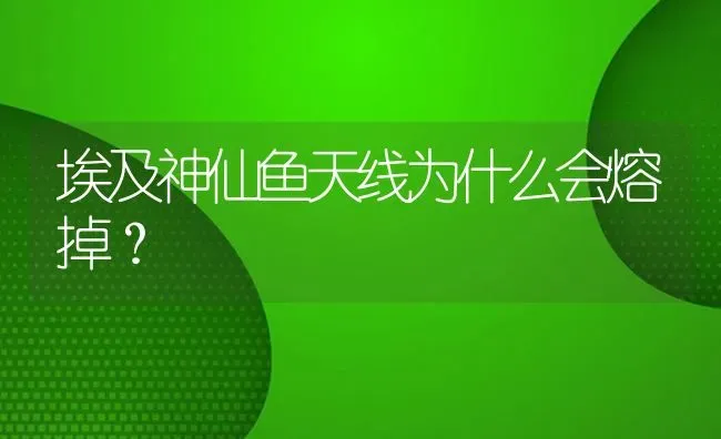 埃及神仙鱼天线为什么会熔掉？ | 鱼类宠物饲养