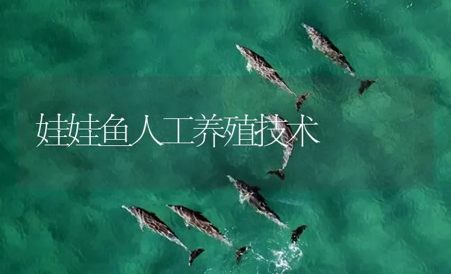 娃娃鱼人工养殖技术 | 海水养殖技术