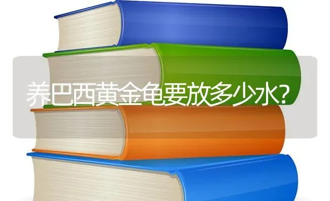 养巴西黄金龟要放多少水？ | 动物养殖问答