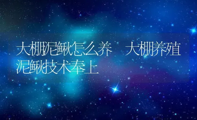 大棚泥鳅怎么养 大棚养殖泥鳅技术奉上 | 动物养殖百科