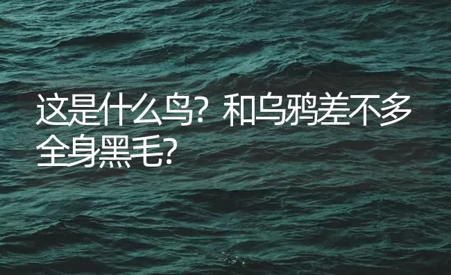 这是什么鸟？和乌鸦差不多全身黑毛？ | 鱼类宠物饲养