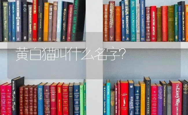 黄白猫叫什么名字？ | 动物养殖问答