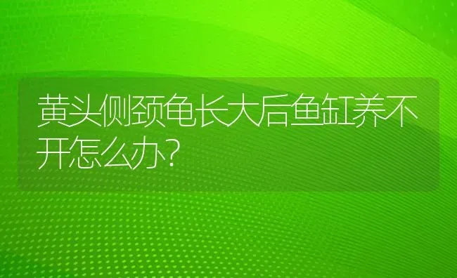 黄头侧颈龟长大后鱼缸养不开怎么办？ | 动物养殖问答