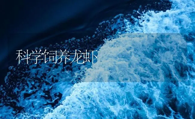 科学饲养龙虾 | 海水养殖技术