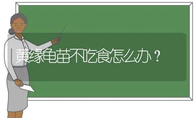 黄缘龟苗不吃食怎么办？ | 动物养殖问答