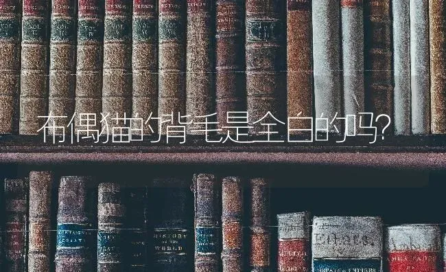 布偶猫的背毛是全白的吗？ | 动物养殖问答