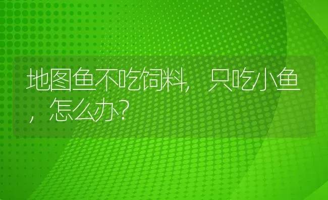 地图鱼不吃饲料,只吃小鱼，怎么办？ | 鱼类宠物饲养