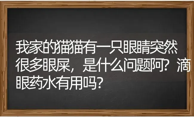 我家的猫猫有一只眼睛突然很多眼屎，是什么问题阿?滴眼药水有用吗？ | 动物养殖问答