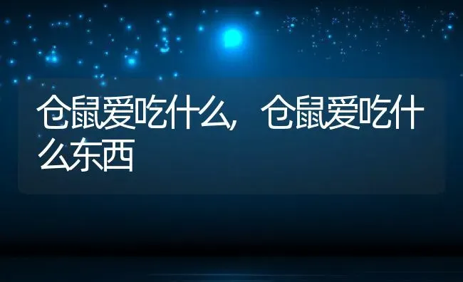 仓鼠爱吃什么,仓鼠爱吃什么东西 | 宠物百科知识