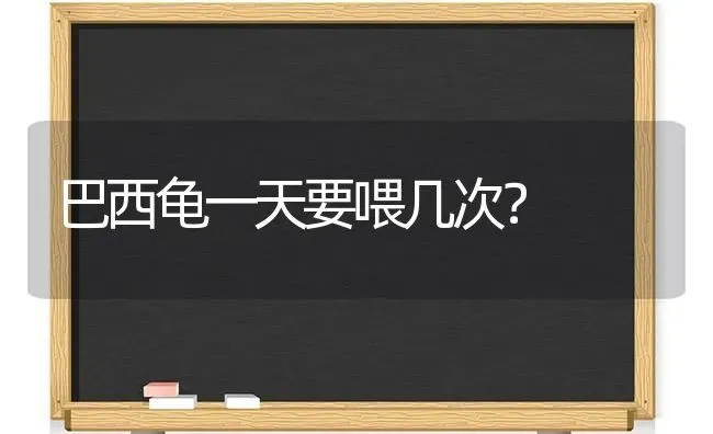 巴西龟一天要喂几次？ | 动物养殖问答