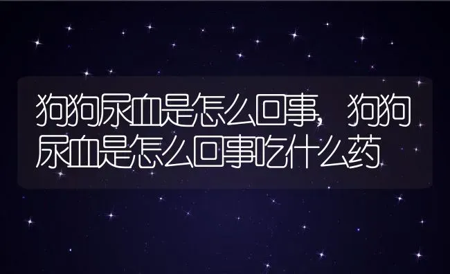 狗狗尿血是怎么回事,狗狗尿血是怎么回事吃什么药 | 宠物百科知识