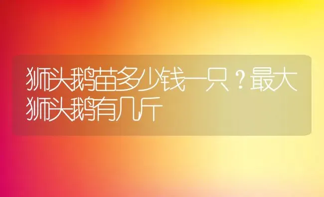 狮头鹅苗多少钱一只？最大狮头鹅有几斤 | 动物养殖百科