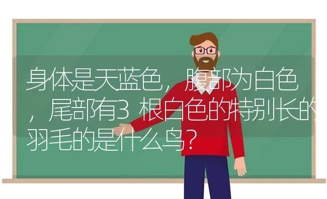 身体是天蓝色，腹部为白色，尾部有3根白色的特别长的羽毛的是什么鸟？ | 动物养殖问答