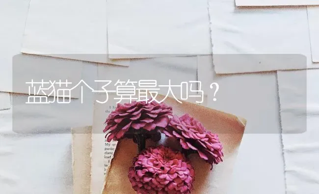 蓝猫个子算最大吗？ | 动物养殖问答