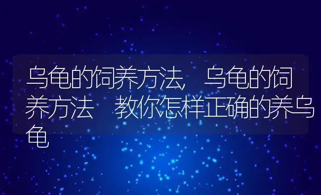 乌龟的饲养方法,乌龟的饲养方法 教你怎样正确的养乌龟 | 宠物百科知识