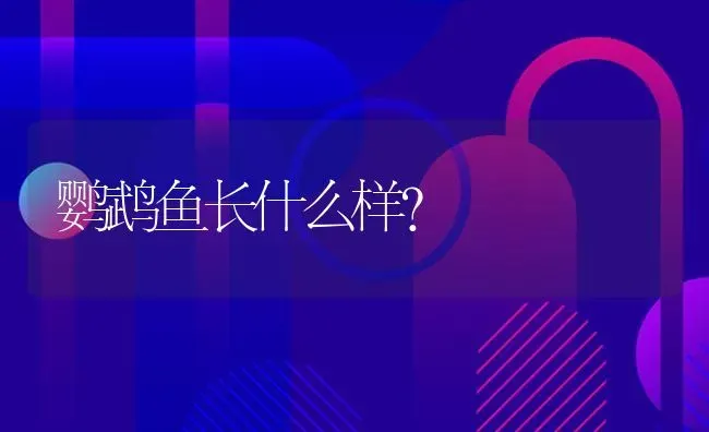 鹦鹉鱼长什么样？ | 鱼类宠物饲养