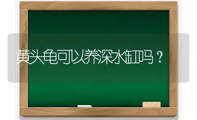 黄头龟可以养深水缸吗？ | 动物养殖问答