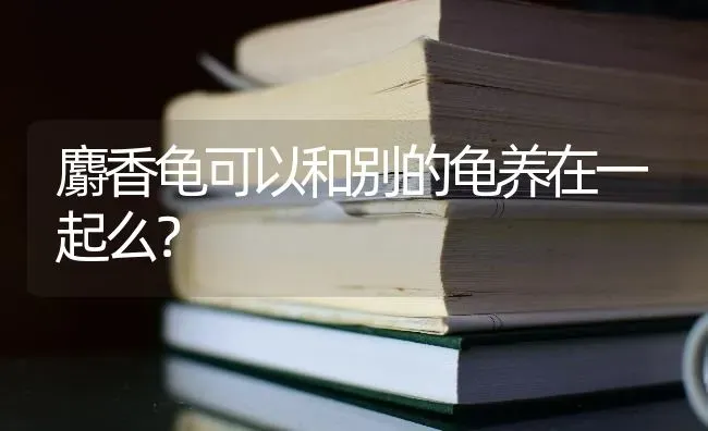 麝香龟可以和别的龟养在一起么？ | 动物养殖问答