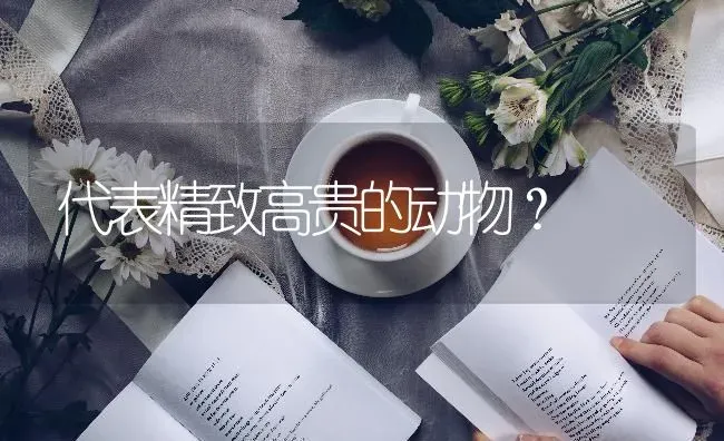 代表精致高贵的动物？ | 动物养殖问答