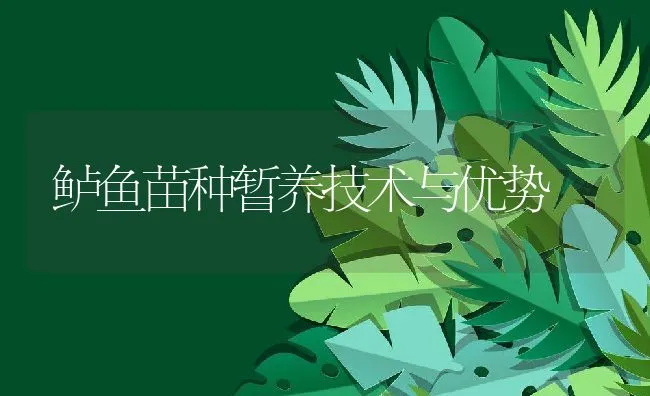 鲈鱼苗种暂养技术与优势 | 动物养殖饲料