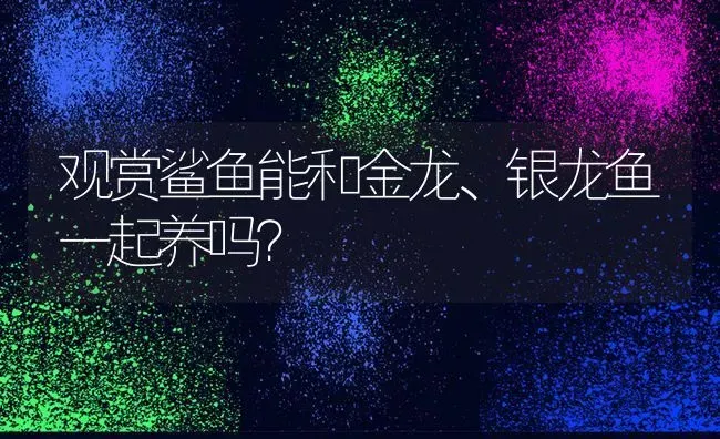 观赏鲨鱼能和金龙、银龙鱼一起养吗？ | 动物养殖问答