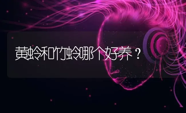 黄蛉和竹蛉哪个好养？ | 动物养殖问答