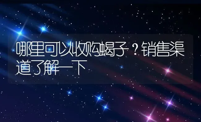 哪里可以收购蝎子？销售渠道了解一下 | 动物养殖百科