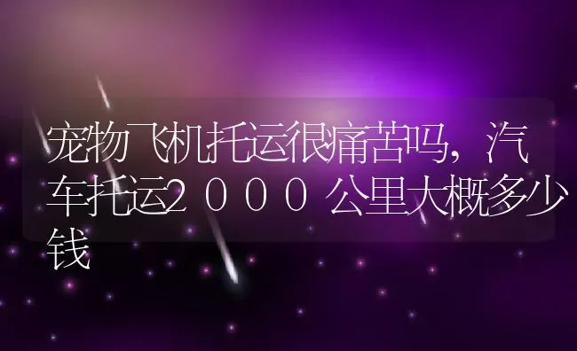 宠物飞机托运很痛苦吗,汽车托运2000公里大概多少钱 | 宠物百科知识