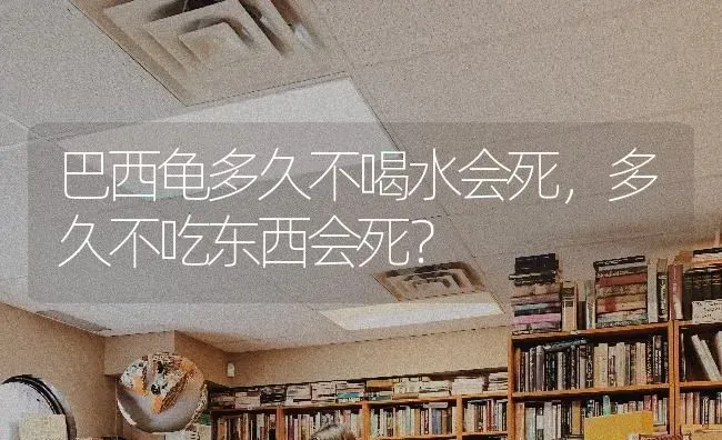 巴西龟多久不喝水会死，多久不吃东西会死？ | 动物养殖问答